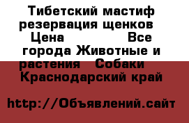 Тибетский мастиф резервация щенков › Цена ­ 100 000 - Все города Животные и растения » Собаки   . Краснодарский край